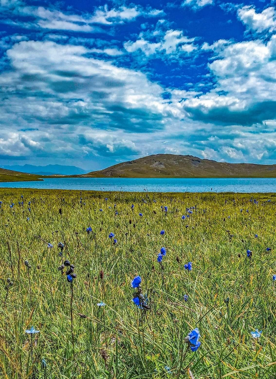 Deosai National Park Wildlife Tour (Brown Bears, Markhor, Snow Leopards)